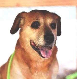 Adopt a Friend: Barney
